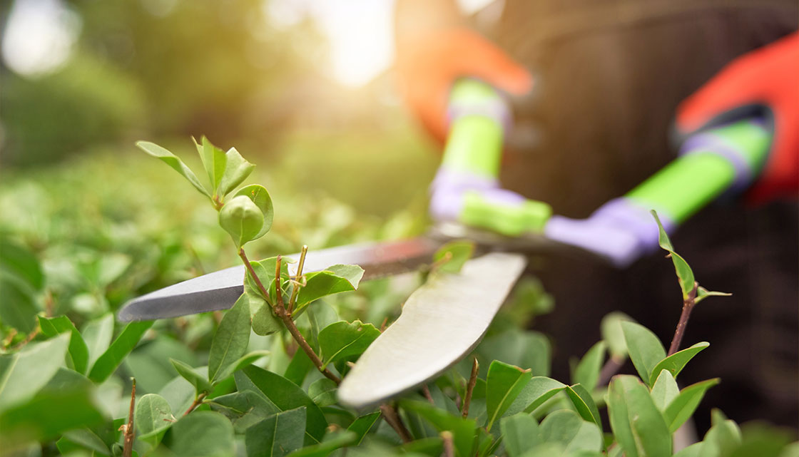 tree-triming-and-pruning